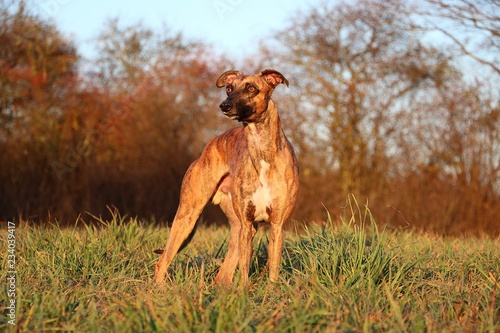 beautiful brindle whippet is standing on a field in the autumn sun