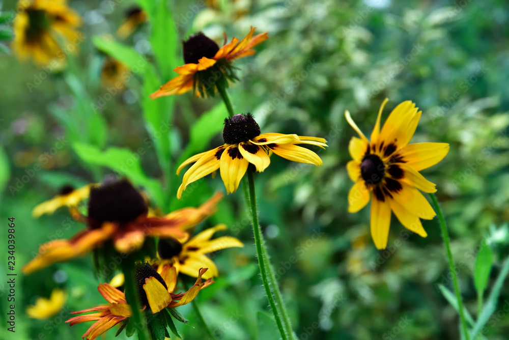 fleurs de rudbeckia simples brun jaunâtre sur un fond de verdure fleurs de rudbeckia simples brun jaunâtre sur un fond de verdure
