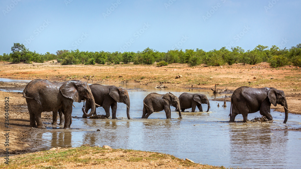 African bush elephant in Kruger National park, South Africa African bush elephant in Kruger National park, South Africa