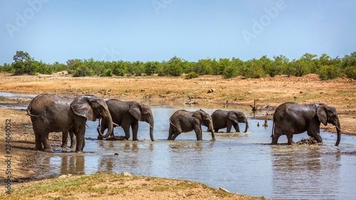 African bush elephant in Kruger National park  South Africa