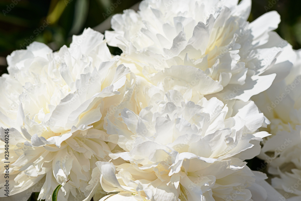 petals of white peonies in the summer garden
