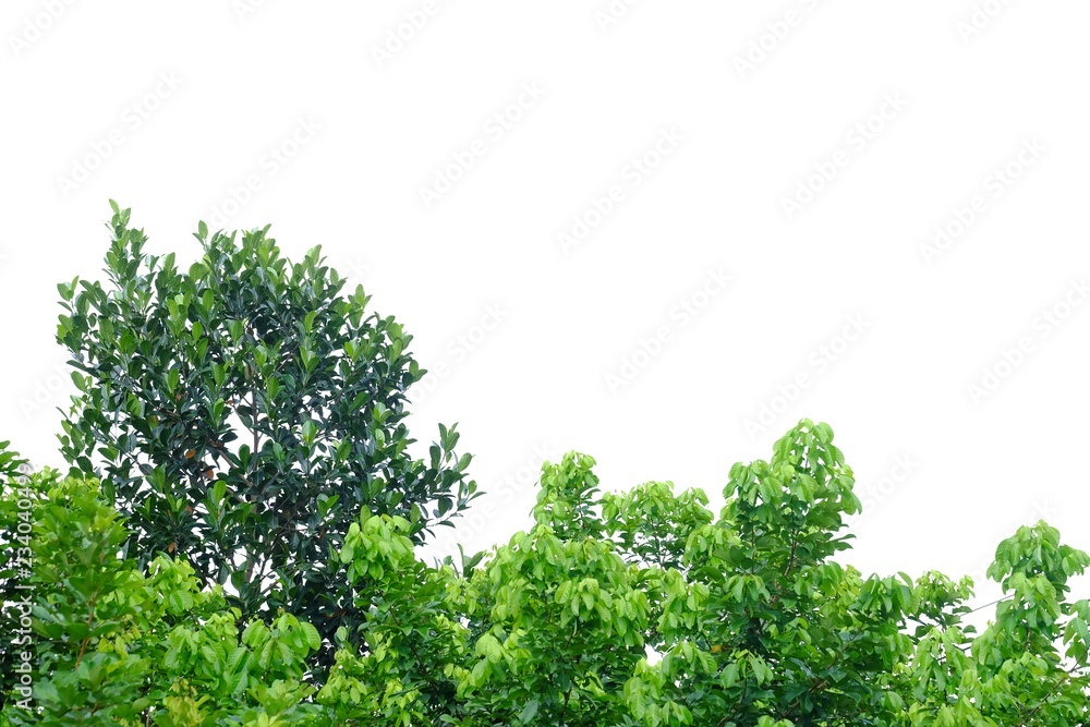 Tropical tree leaves with branches on white isolated background for green foliage backdrop Tropical tree leaves with branches on white isolated background for green foliage backdrop