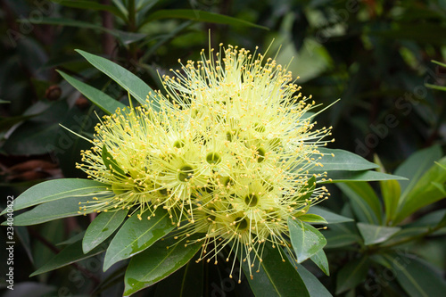 Golden Penda or Xanthostemon chrysanthus flower beautiful on a tree in the garden. photo