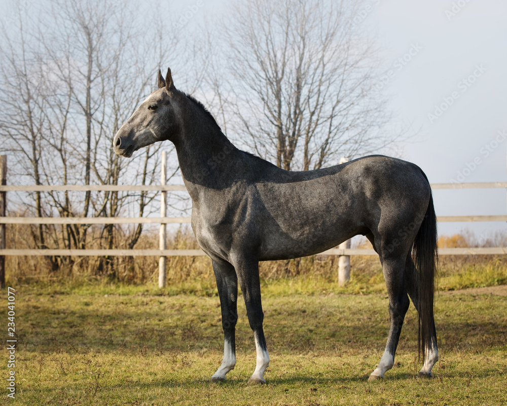 Beautiful gray horse stands on nature background