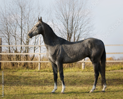 Beautiful gray horse stands on nature background