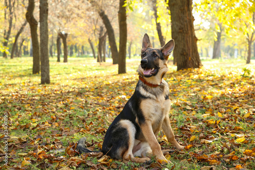 German Shepherd in the autumn park. Dog in forest
