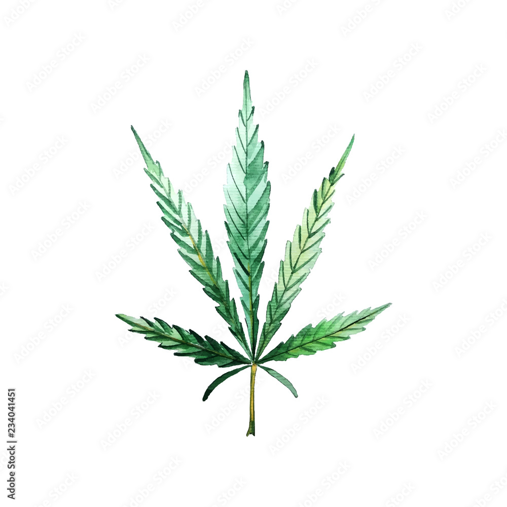 Fototapeta premium Green cannabis leaf for your design projects. Watercolor illustration