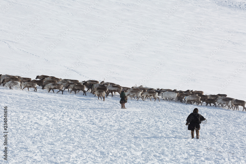 Naklejka premium Nenets reindeer mans catches reindeers on a sunny winter day