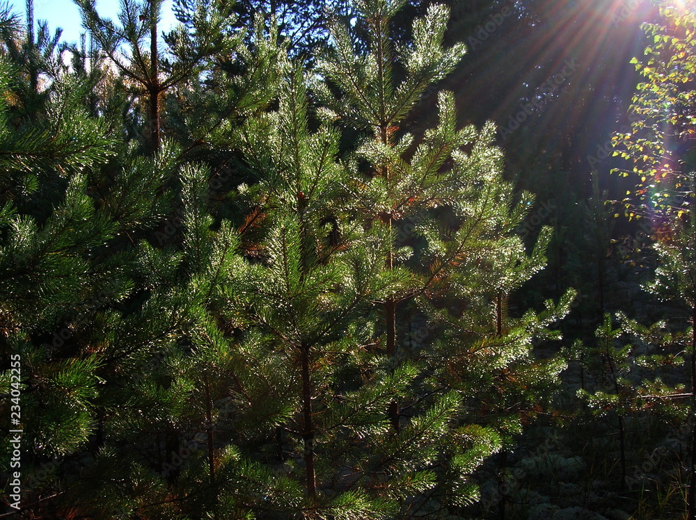 Obraz premium tree in forest