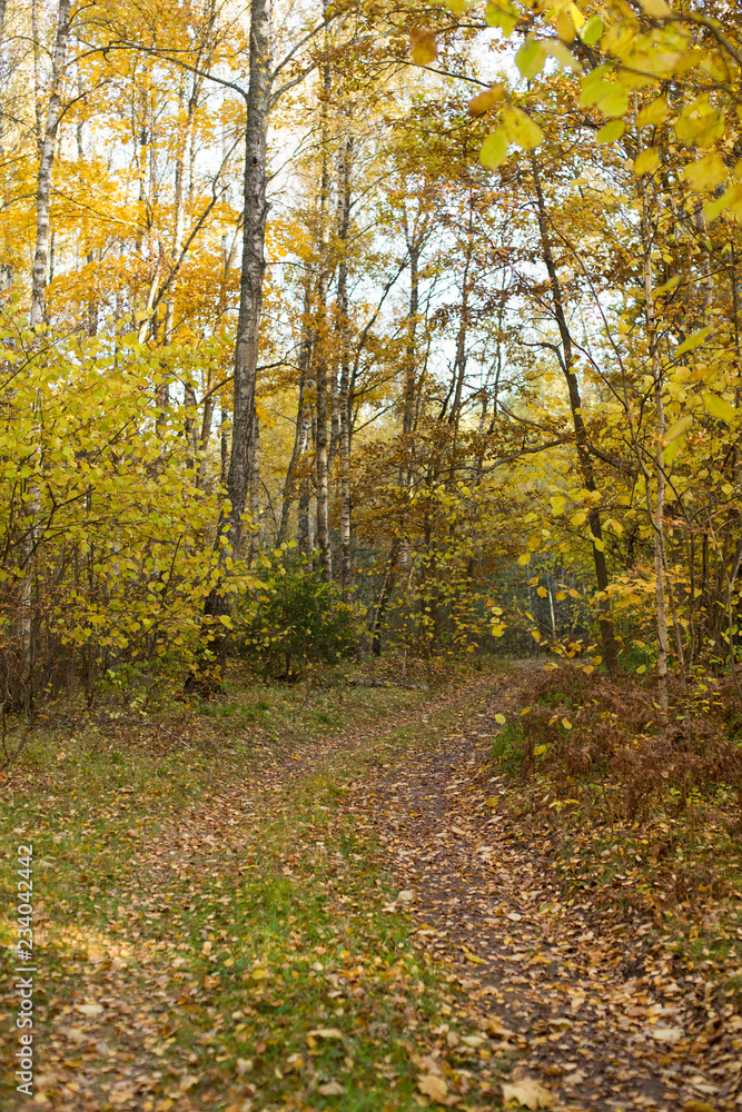 Obraz premium Walk in the forest in autumn on a dirt road.