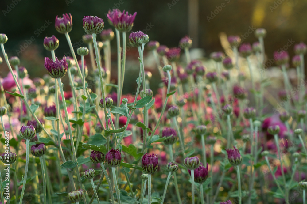 Small flowers and buds of purple chrysanthemum Small flowers and buds of purple chrysanthemum