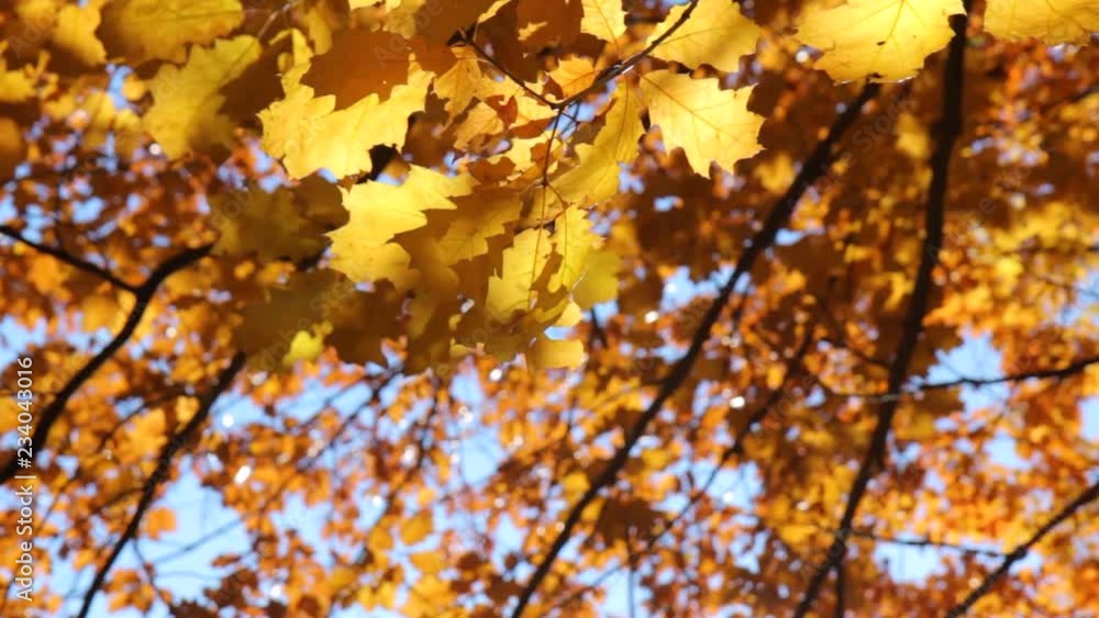 yellow autumn leaves yellow autumn leaves