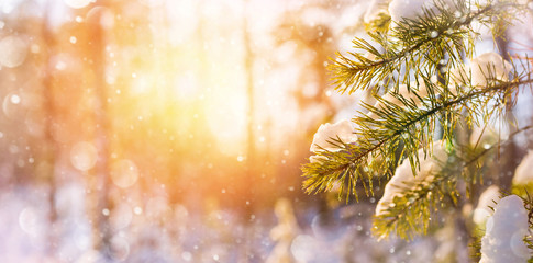 Winter bright background with snowy pine branches in the sun. Natural bright background.