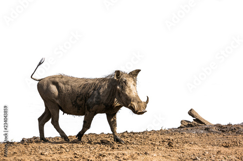 Common warthog isolated in white background in Kruger National park, South Africa ; Specie Phacochoerus africanus family of Suidae photo