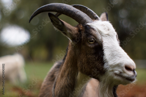 Goat closeup face friendly -  animal   billy goat  he-goat