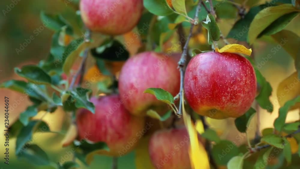Harvesting ripe Fuji apples on the plantation. Harvesting ripe Fuji apples on the plantation.