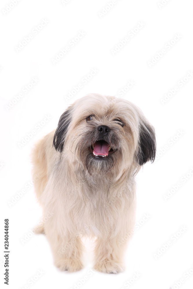 Shih Tzu dog isolated on a white background