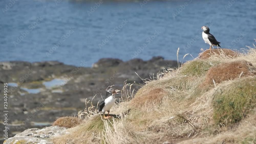 Stock video Puffins on Longa Island - Scotland - Close shot in slow motion Stock video Puffins on Longa Island - Scotland - Close shot in slow motion