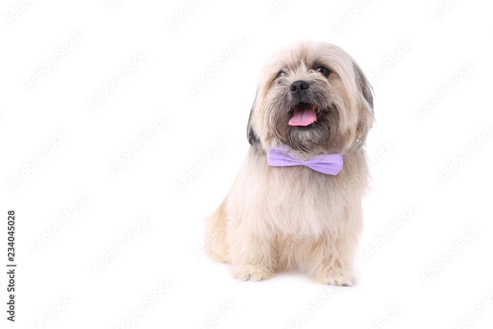 Shih Tzu dog with the bow tie isolated on a white background Shih Tzu dog with the bow tie isolated on a white background
