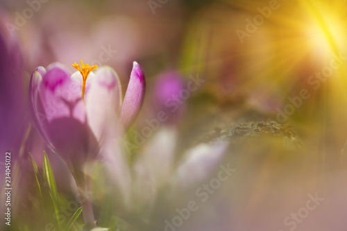 Amazing sunlight on spring flower crocus. View of magic blooming spring flowers crocus growing in wildlife. Majestic sunbeams on spring flower crocus