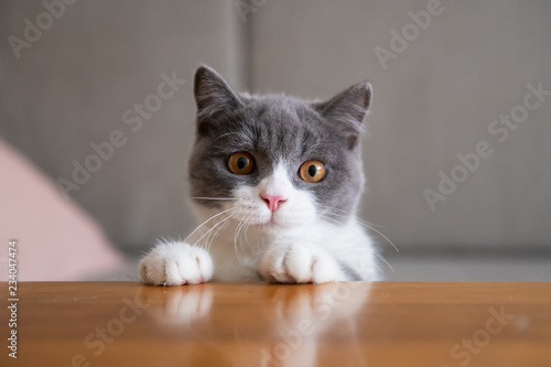 Canvas Print British short-haired cat lying on the table