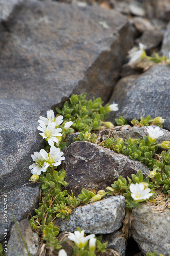 Obraz premium Kuhschellen