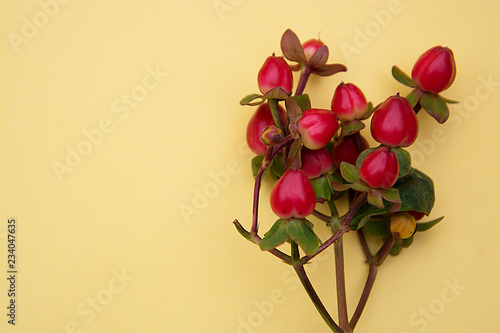 Red Sweet Amber flower berries, Hypericum Androsaemum, isolated. photo