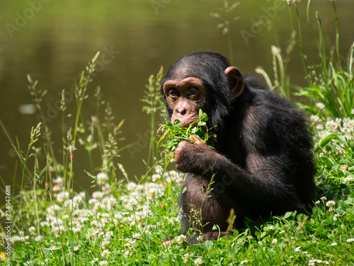 Bébé chimpanzé