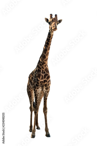 giraffe with long neck © tankist276