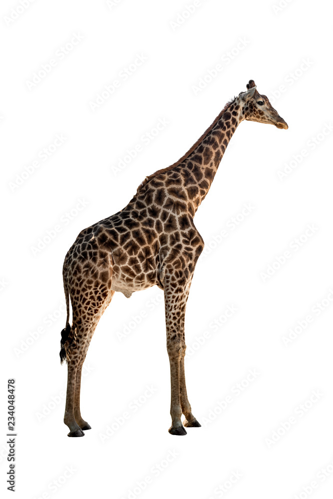 giraffe with long neck