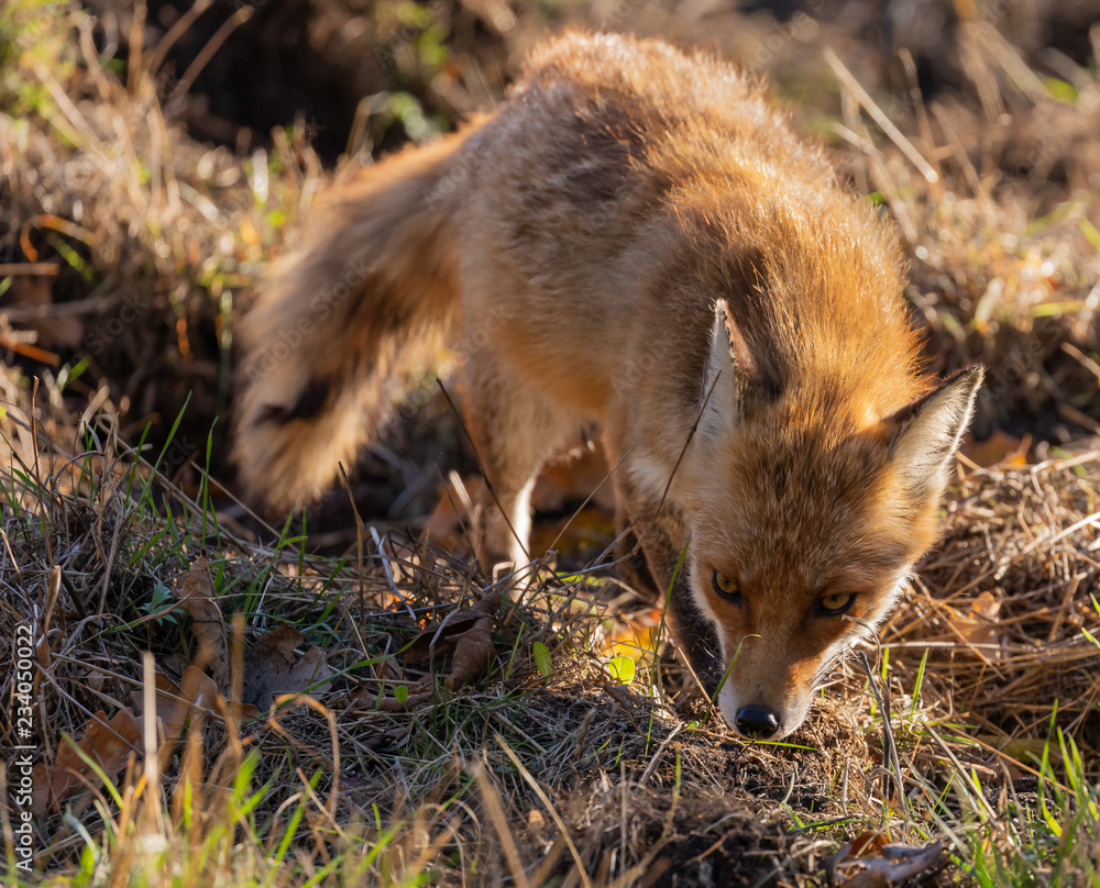 Fototapeta premium Red Fox Foraging