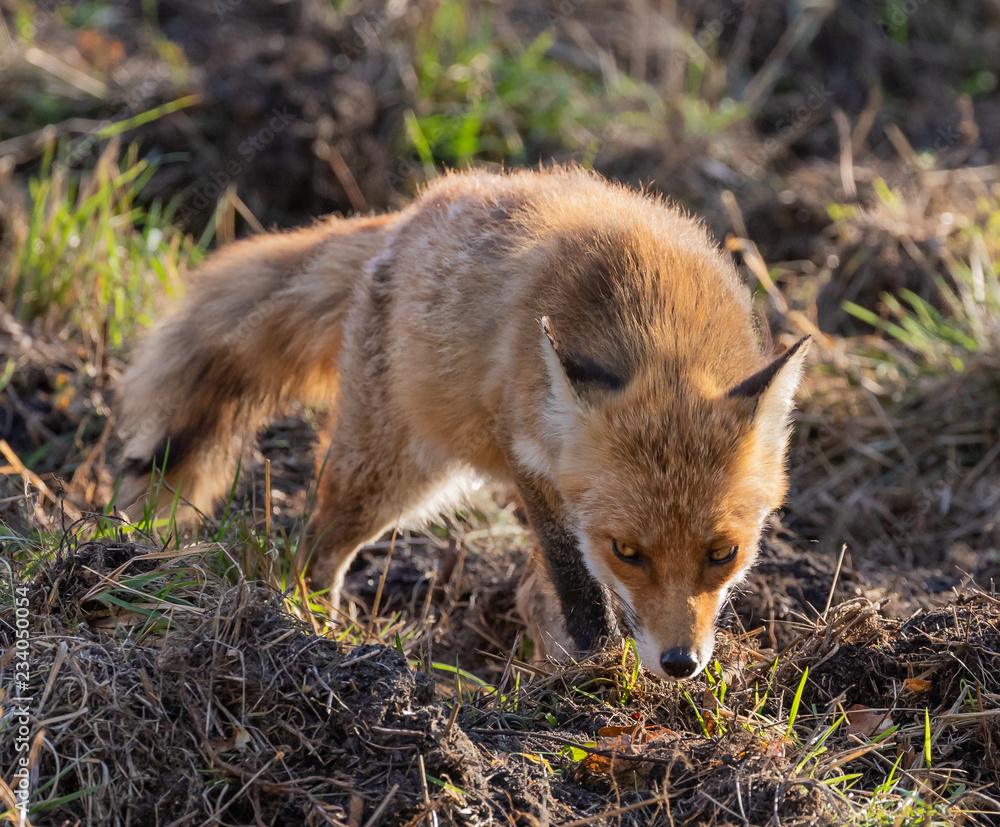 Red Fox Foraging