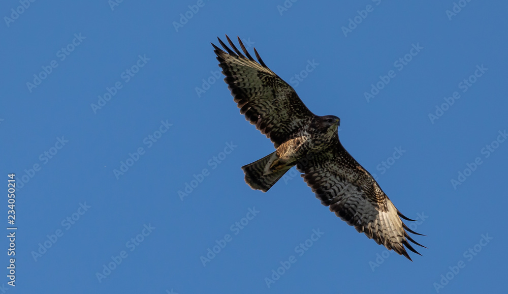 Common Buzzard Common Buzzard
