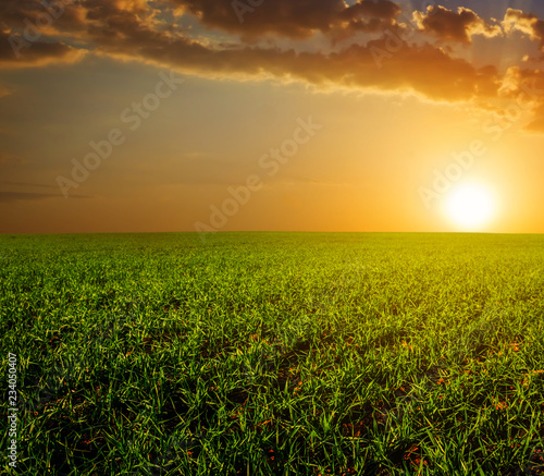 rural green field at the sunset