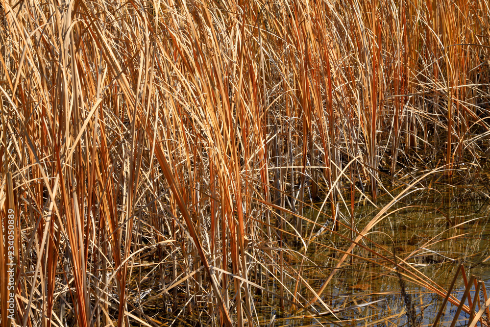 dry rushes in the wild dry rushes in the wild