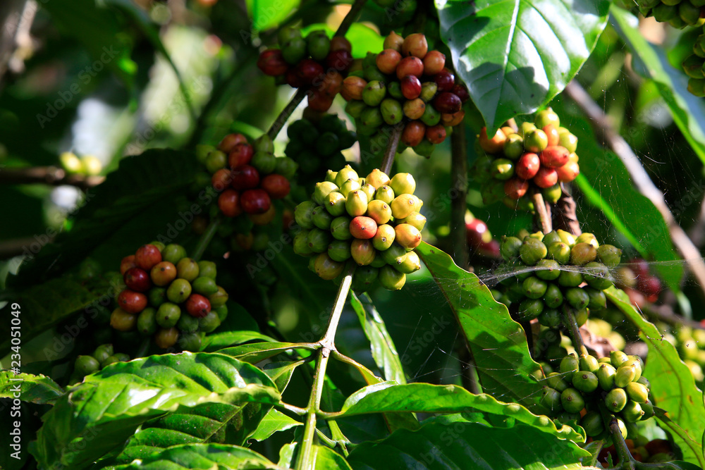 Coffee been on tree in cafe plantation Coffee been on tree in cafe plantation