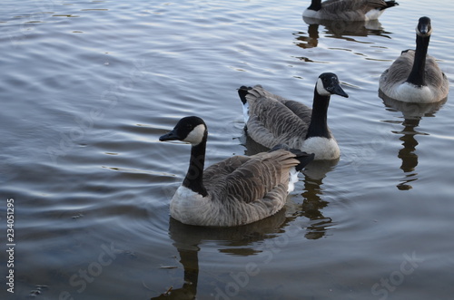 barnacle geese in the water lake during autumn