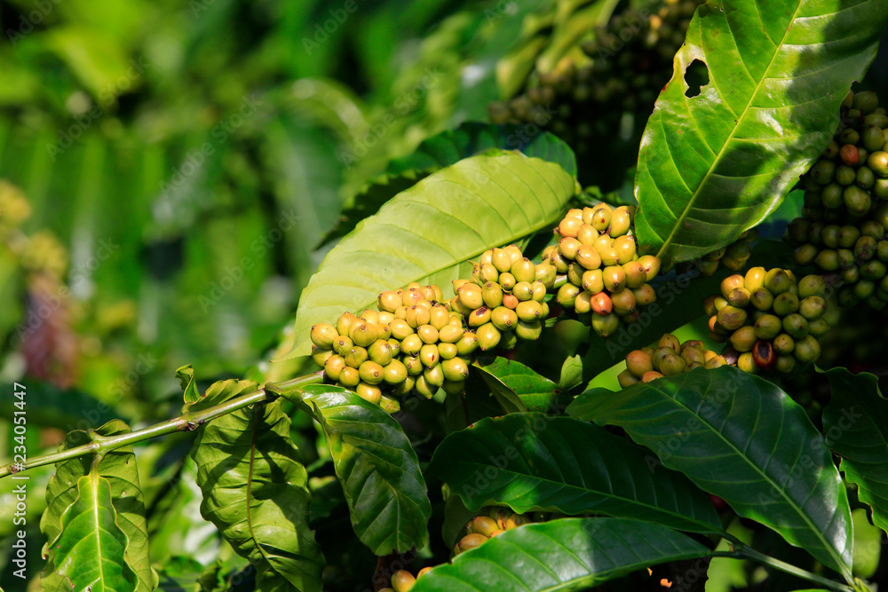 Obraz premium Coffee been on tree in cafe plantation