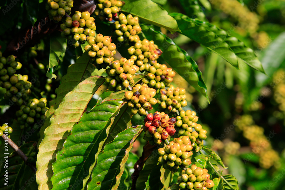 Coffee been on tree in cafe plantation Coffee been on tree in cafe plantation