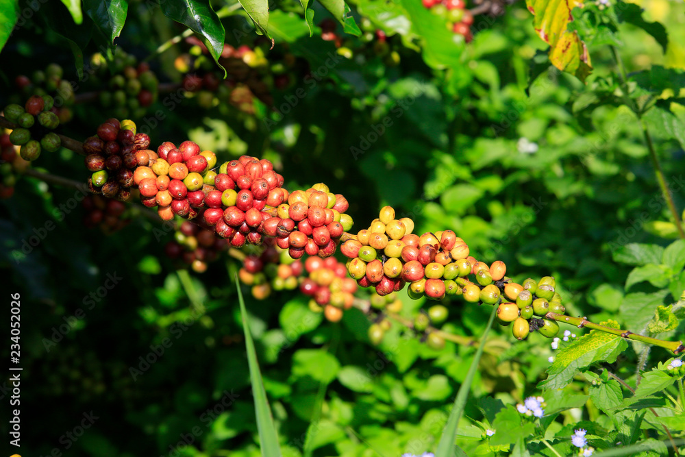 Coffee been on tree in cafe plantation Coffee been on tree in cafe plantation