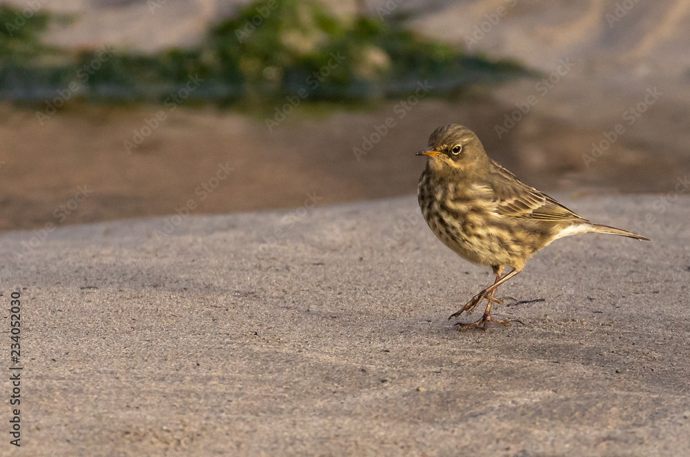 Eurasian Rock Pipit Eurasian Rock Pipit