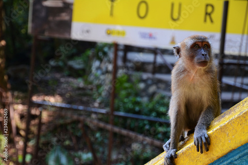 Photography monkey in batu cave kuala lumpur malaysia