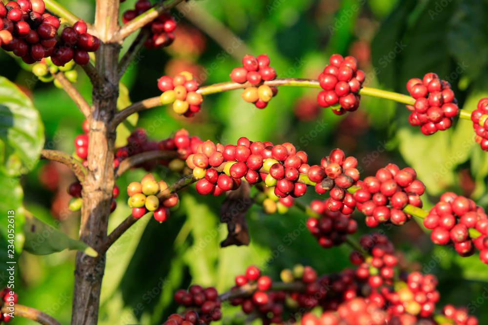 Coffee been on tree in cafe plantation Coffee been on tree in cafe plantation