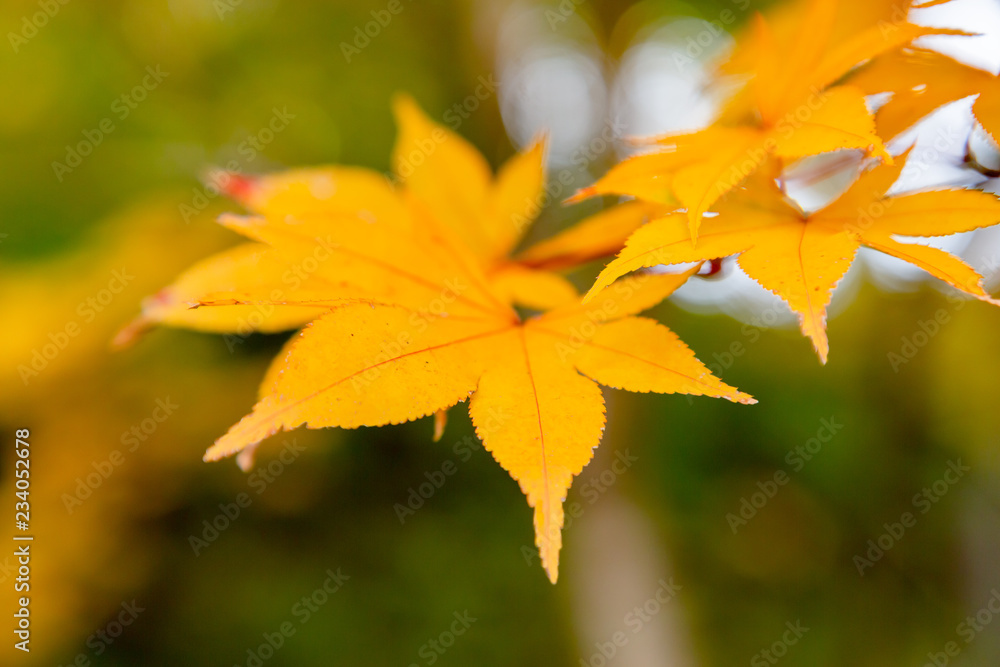 鮮やかに紅葉した楓 鮮やかに紅葉した楓