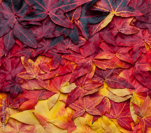 Beautiful collage background of autumn leaves from yellow to dark red