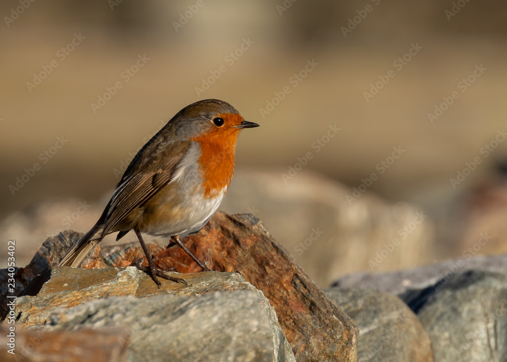 Robin Redbreast Robin Redbreast
