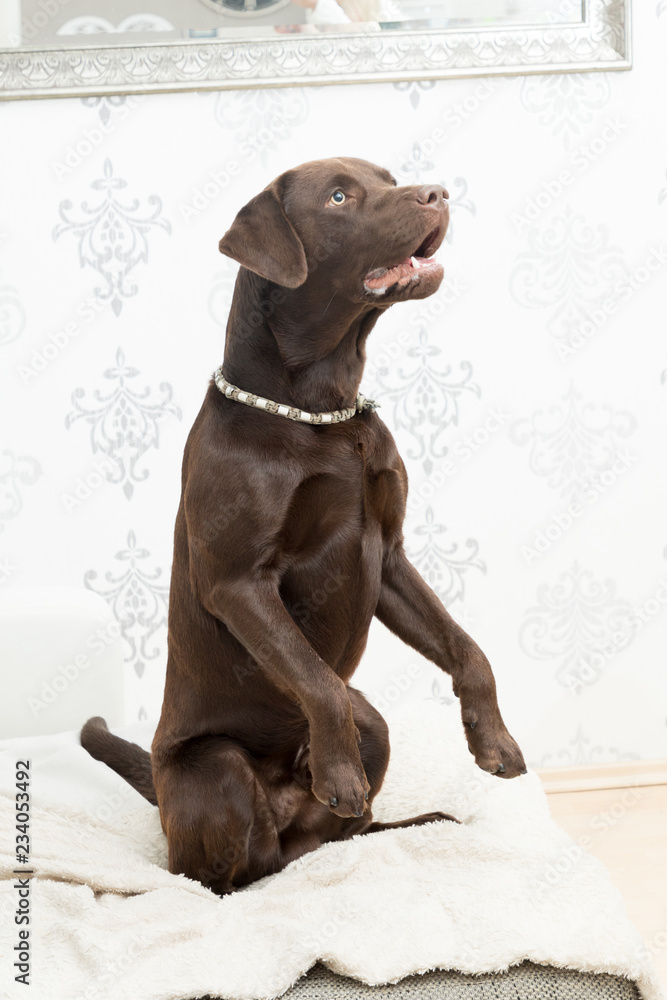 labrador sitting on a sofa labrador sitting on a sofa
