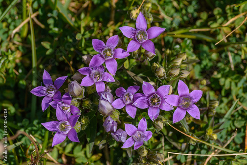 Blüten des deutschen Enzians in den Ostalpen