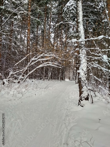 Wallpaper Mural forest in winter Torontodigital.ca