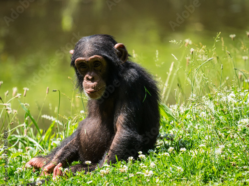 Bébé chimpanzé